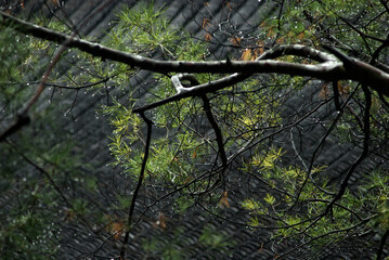 Pine tree branch, the roof of an ancient Yu Garden pavillion in background