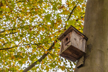 Low angle shot of a wooden birdhouse on a tree trunk against autumn leaves - Powered by Adobe