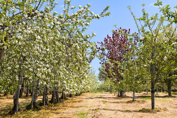 Fototapeta na wymiar 日本の果樹園　満開のリンゴの花