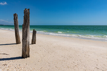 Ghost Tree on Lovers Key Beach, Lovers Key State Park, Fort Myers Beach, Florida, USA