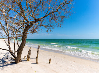 Fototapeta na wymiar Ghost Tree on Lovers Key Beach, Lovers Key State Park, Fort Myers Beach, Florida, USA