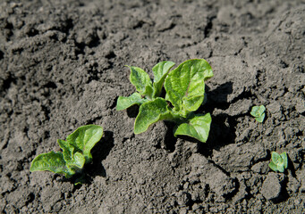 Young potato seedlings in a field on a farm.