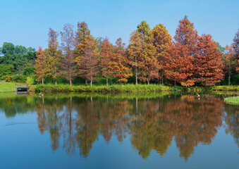 Larix laricina, commonly known as the tamarack, hackmatack, eastern, black, red or American larch in Hong Kong Wetland Park