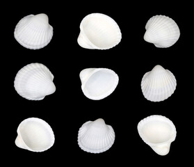 sea scallop shells, isolated black background.	