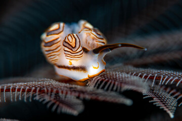 Sea slug - Doto greenamyeri (feeding on a hydroid). The body length of this creature is about 10 mm. The photo was taken at a depth of 18m. Tulamben, Bali, Indonesia.