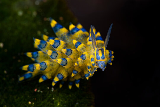 A tiny sea slug - Costasiella sp., they also call them Sheep nudi. The body length of this creature is about 7 mm. The photo was taken at a depth of 15m. Tulamben, Bali, Indonesia.