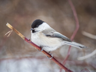 Cute bird the willow tit, song bird sitting on a branch without leaves in the winter.