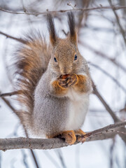 The squirrel with nut sits on tree in the winter or late autumn