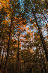 Fototapeta premium Autumn Trees