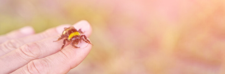 Bee fly on people hand. Allergy insect macro video. Green grass background. Bumblebee garden...