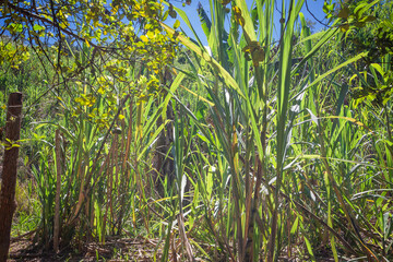 Sugar cane field ready for harvest