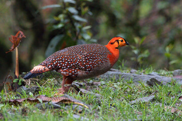 Blyth's tragopan (Tragopan blythii) or the grey-bellied tragopan spotted in Mishmi Hills in Arunachal Pradesh in India