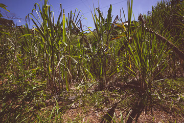 Piles of stalks from sugarcane plantations