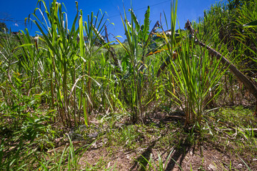 Obraz premium Sugarcane planted to produce sugar and food.