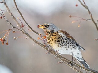 Fieldfare sitting on the bush and feeding on wild red apples in winter or early spring time.
