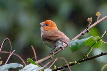 White-breasted parrotbill (Psittiparus ruficeps) spotted in Mishimi Hills in Arunachal Pradesh in India