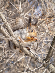 The squirrel with nut sits on tree in the winter or late autumn