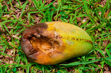 Rotten mango damaged borer.