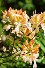Fototapeta premium Large yellow flowers of honeysuckle or azalea luteum aka blue honeysuckle bush