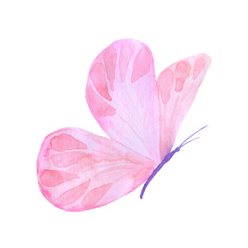 Watercolor flying butterfly isolated on white background. Pink hand painted illustration