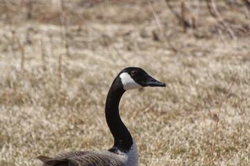 Canada Goose on the Grass