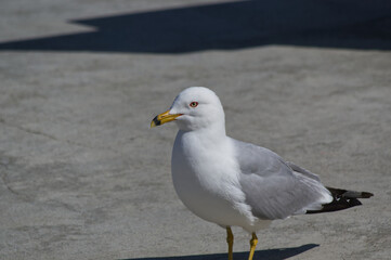Close up of a Seagull