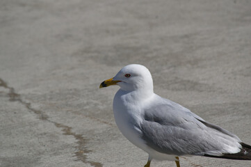 Obraz premium Close up of a Seagull