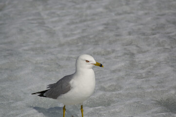 Fototapeta na wymiar A Seagull on the Ice