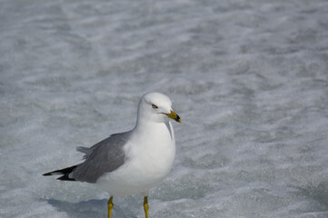 A Seagull on the Ice