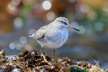 Grey-tailed Tattler looking for food on the rocky shore