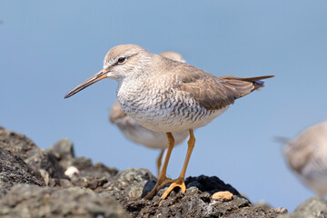 Grey-tailed Tattler looking for food on the rocky shore