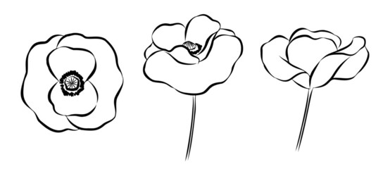 Hand-drawn poppy