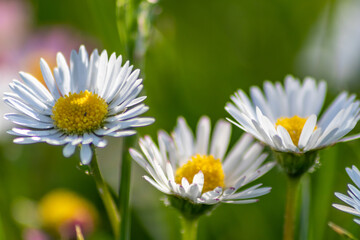 Bunch of beautiful daisyflowers with a flying insect in an idyllic garden with green grass and a blurred background shows the garden love in urban parks and a healthy environment in spring and summer 