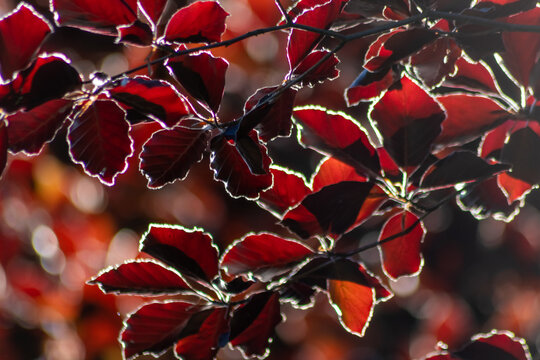 Colorful leaves of a copper beech in autumn and fall shine bright in the backlight and show their leaf veins in the sunlight with orange, red and yellow colors as beautiful side of nature