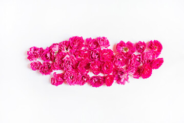 fresh roses on the white background