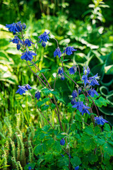 spring garden with nice flowers