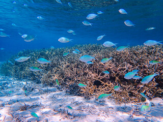 coral reef and fishes in bora bora
