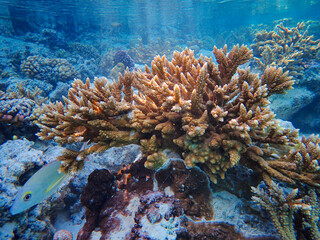 coral reef with fish in bora bora