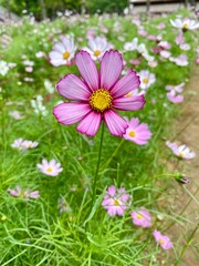 background, beautiful, blooming, blossom, blossoming, blossoms, botanical, candy stripe, closeup, colorful, cosmos field, cosmos flowers, countryside, field, floral, flower background, garden
