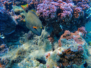 Fototapeta na wymiar coral reef and fish in bora bora
