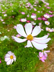background, beautiful, blooming, blossom, blossoming, blossoms, botanical, candy stripe, closeup, colorful, cosmos field, cosmos flowers, countryside, field, floral, flower background, garden