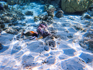 trigger fish in the sea