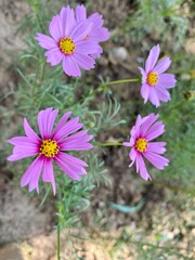 Pink cosmos flower garden blooming with sunrise in Spring Season. Cosmos bipinnatus or sulfur cosmos flowers	