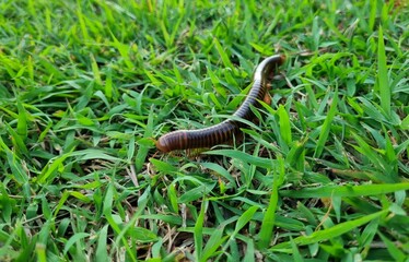 closeup millipede walking on the grass