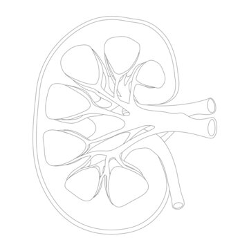 Diagram of human kidney anatomy Royalty Free Vector Image