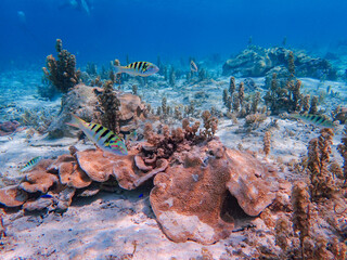 coral reef and diver in bora bora