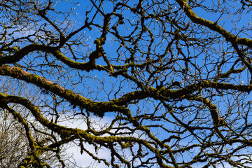Branch of dead tree on blue sky background