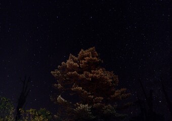 Naklejka na ściany i meble View of night sky with countless stars and pine a tree. 