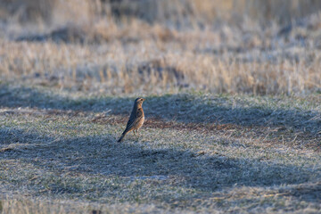 a brown thrush stands on the ground