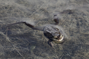 A wood frog (Rana sylvatica) floats in Reflections Lake, Alaska.